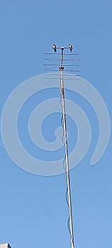 birds hanging on tv antena
