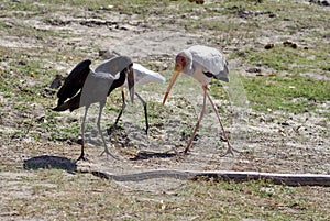 Birds harassing a snake