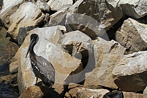 Birds on the harbour of Coquimbo Chile photo