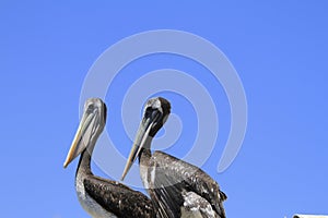 Birds on the harbour of Coquimbo Chile photo