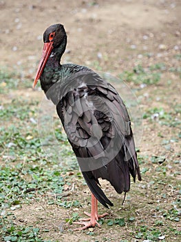 Bird head profile with multicolored and distinctive colors photo