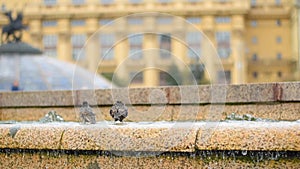 Birds having bathe in a city fountain on a hot summer day