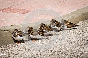 Birds hiding from wind behind kerbstone