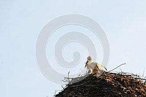 Birds home - stork and chick in the nest