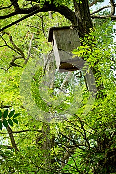 Birds house and feede