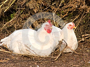 Birds house hens