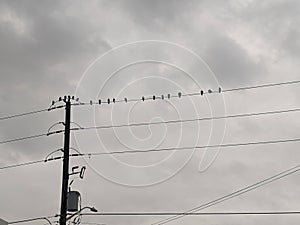 Birds on a hydro wire during a cloudy day