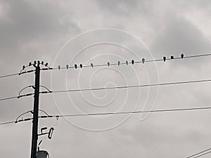 Birds on a hydro wire during a cloudy day