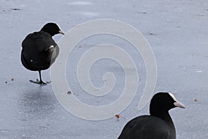 Birds on the ice pane