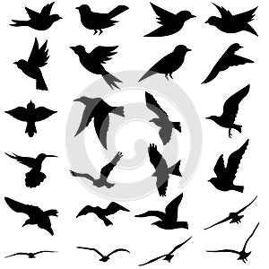 Birds icon vector set. animals illustration sign collection. nature symbol.