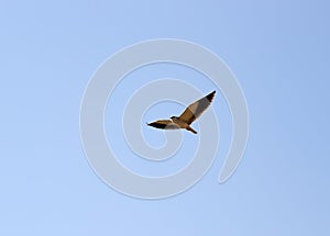 Birds Of India. Black-winged Kite (Elanus caeruleus vociferus) in flight