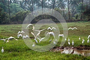 Birds Of India. Cattle egrets in the multitude gathered on drying up the swamp