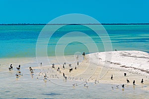 BIrds in isla de los pajaros photo