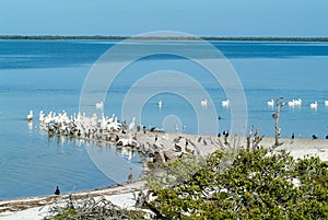 Birds on the island de los Pajaros in Holbox photo