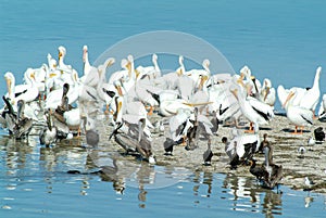 Birds on the island de los Pajaros in Holbox photo