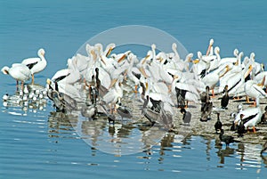 Birds on the island de los Pajaros in Holbox photo