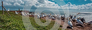 Birds on the island of Helgoland