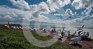 Birds on the island of Helgoland