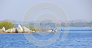 Birds at Jaisamand Lake Dhebar Lake near Udaipur, Rajasthan, India