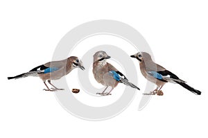 birds jays share a nut on a white