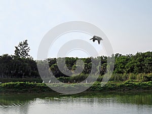 Birds in JN Ding Darling National Wildlife Refuge in Florida