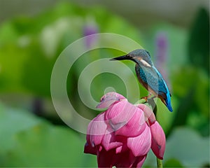 Birds, kingfishers, flowers, lotus flowers, red flowers, birds hunt