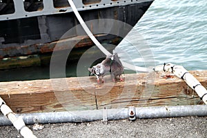 Birds Kissing At Fishermans Dwarf