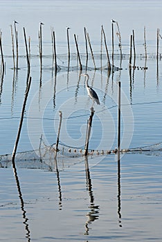 Birds in La Albufera, Valencia