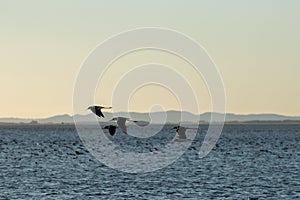 Birds in the Laguna de Rocha in La Paloma in the protected area in Uruguay