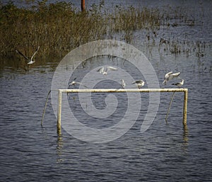 Birds on lake