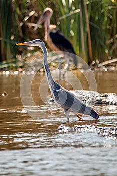 Birds on Lake Chamo photo