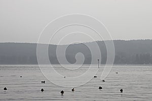 Birds on Lake Constance