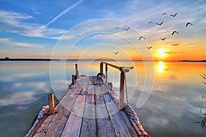 The birds in the lake photo