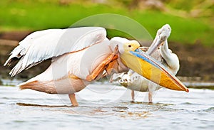 Birds of the lake Nakuru