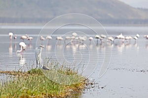 Birds at Lake Nakuru, Kenya