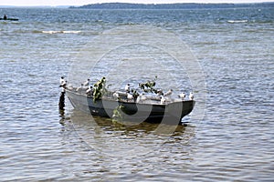 Birds at Lake Naroch photo