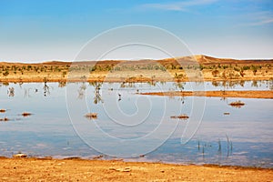 Birds in the lake of oasis in Sahara desert