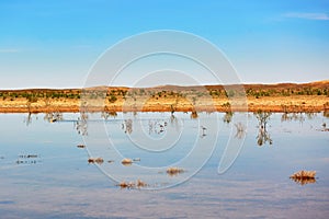 Birds in the lake of oasis in Sahara desert