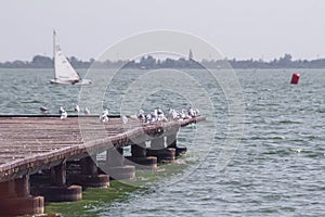 Birds on the lake Palic in Serbia