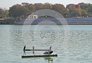 Birds in the lake, park of Ahmedabad city