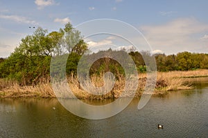 Birds on lake in spring time