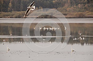 Birds on the lake, Trebonsko, Czech republic
