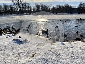 Birds on the lake during winter