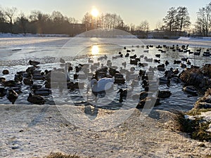 Birds on the lake during winters clear blue sky