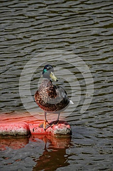 Birds on the lakes of Romania photo