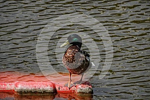 Birds on the lakes of Romania photo