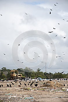 Birds at landfill