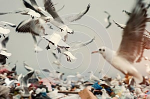 Birds on landfill garbage