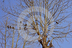 Birds on the leafless ginkgo tree