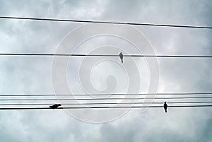 Birds on light wires